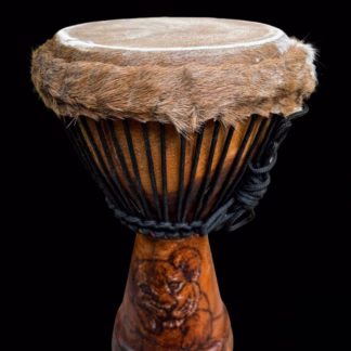 Djembe Leaozinho filhote 5